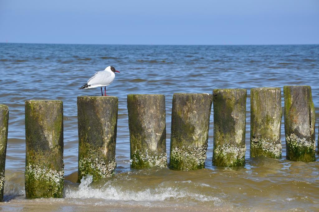Seetelhotel Nautic Usedom Hotel & Spa Koserow Ngoại thất bức ảnh